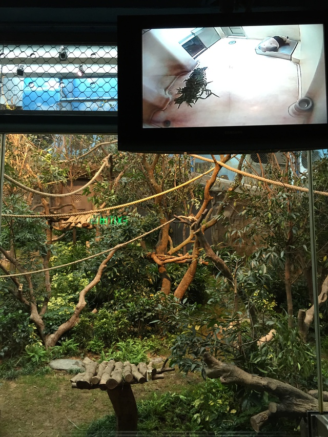 Rencontre chaleureuse avec nos amis les pandas (Click to enlarge)