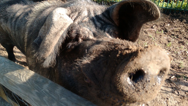 Mano! (Click to enlarge)