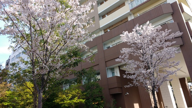 Sakura (Click to enlarge)