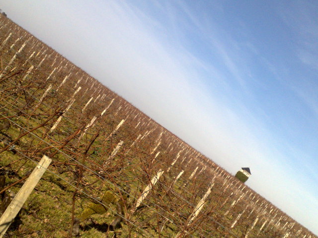 vignes bordelaises hivernales (Click to enlarge)