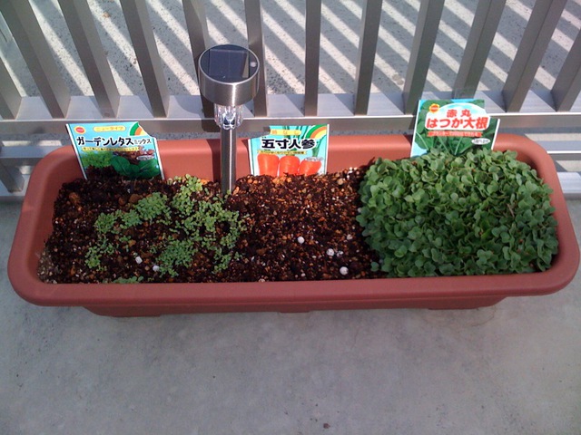 One week later - Radish has a strong lead... (Click to enlarge)